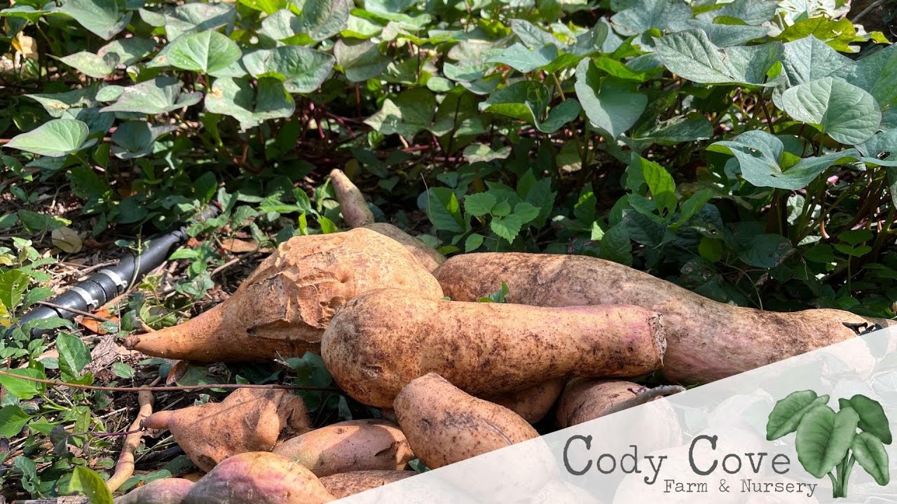 Tainung #64 - An Ultra Productive Sweet Potato for Florida