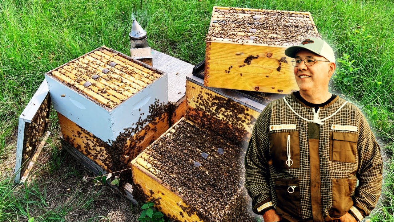 Summer Mite and Hive Beetle Control to Help Save the Bees