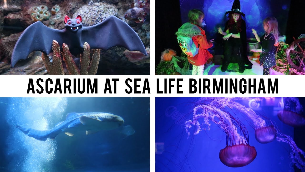 Ascarium at Sea Life Birmingham - Mama Geeek