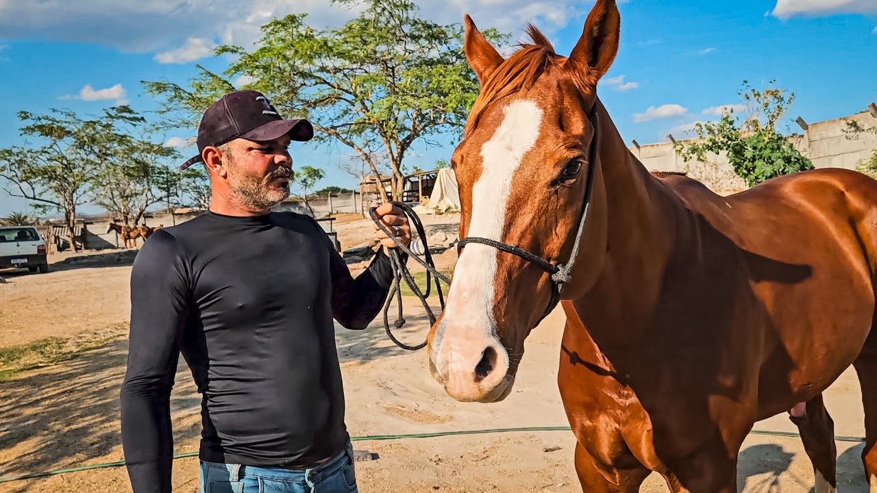 LOTE DE CAVALOS DE VAQUEJADA PUROS COM DOCUMENTO Á VENDA COM MEU PARCEIRO WELINTON EM CARUARU PE!!