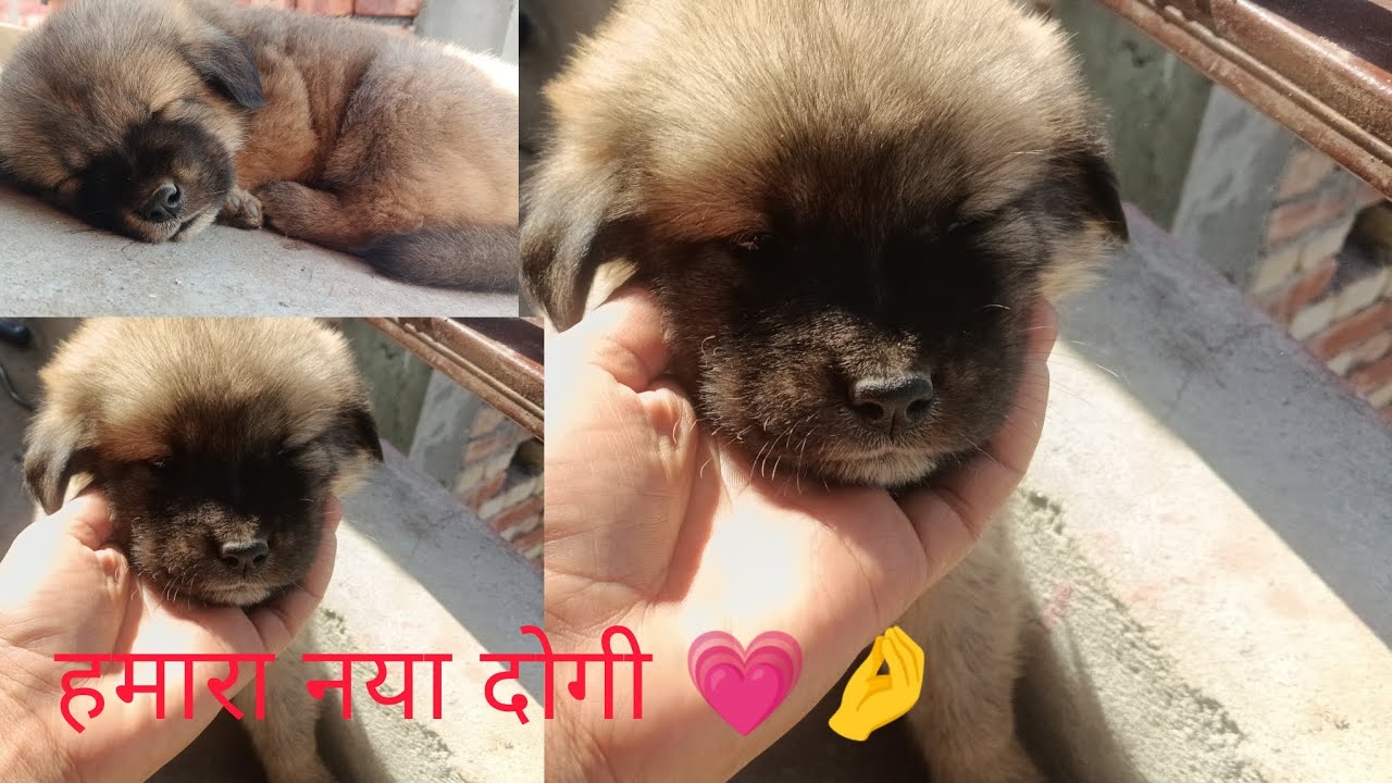 हमारा नया दोगी💗😅