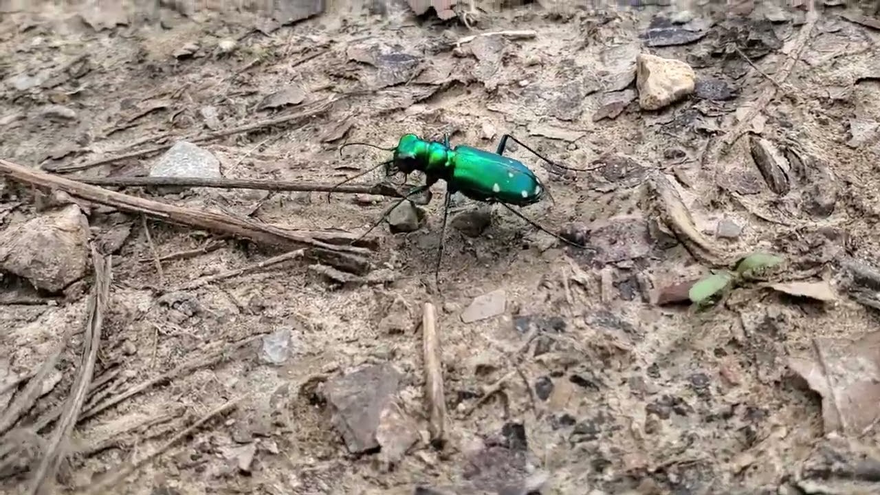 Cool iridescent beetle