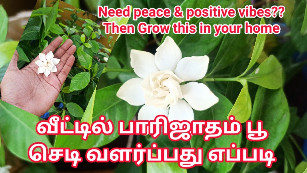 பாரிஜாதம் பூ செடி வளர்ப்பது எப்படி || Parijatham flower plant growing care | Gardenias plant care