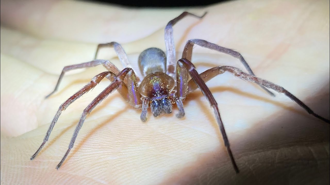 Looking for Scorpions and Camel Spiders in the Mountains at Night