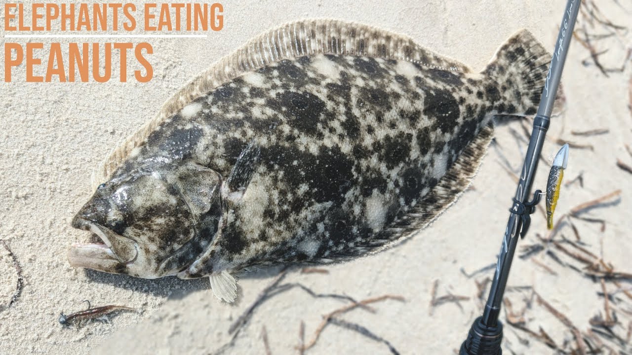 GIANT Flounder on TINY Baits - UL Fluke Fishing + 2025 Shimano Exsence First Look