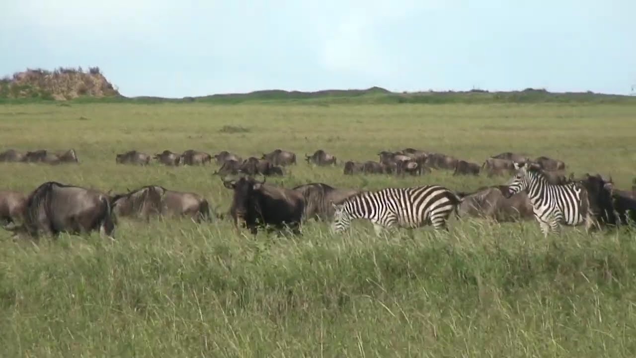 A grande migração dentre Serengeti e Masai Mara, zebras e gnus em sua migração anual.