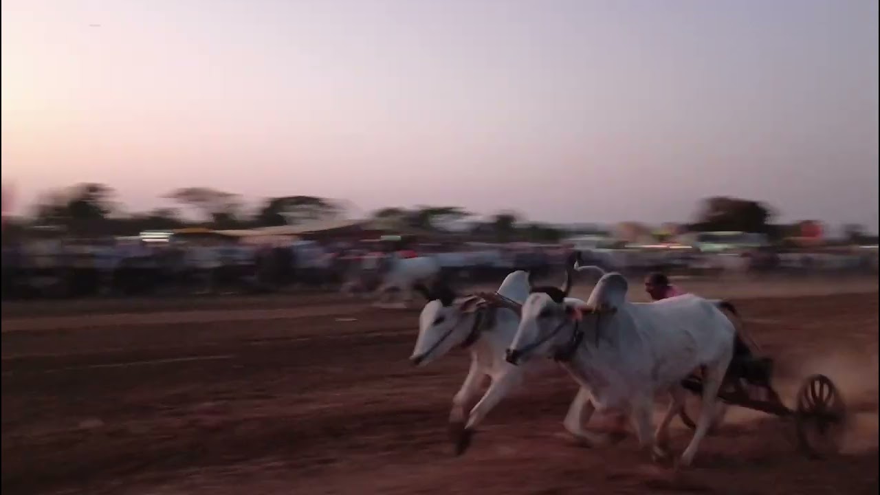 एकोडी शंकर पट 💥 फायनल 💥#bailgadasharyat #shortvideos #patpratiyogita #viral 