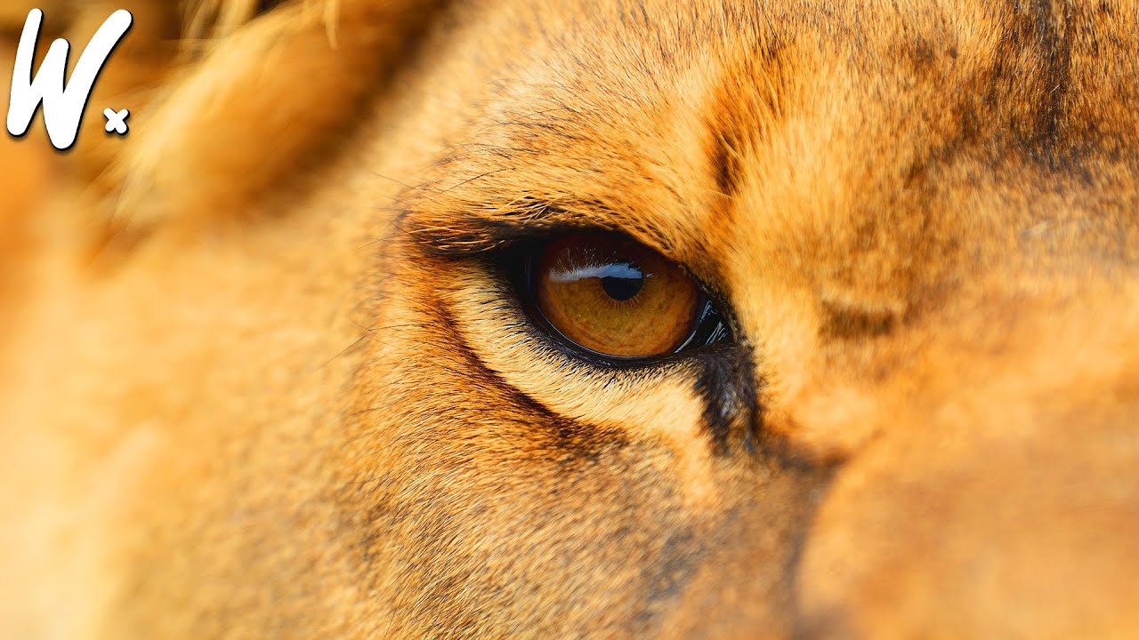 Social Structure & Behavior of Lions 🦁