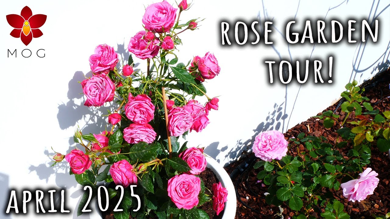 Rose Garden Tour - April 2025 ~ David Austin, Tantau, Kordes, Meilland & more! ~