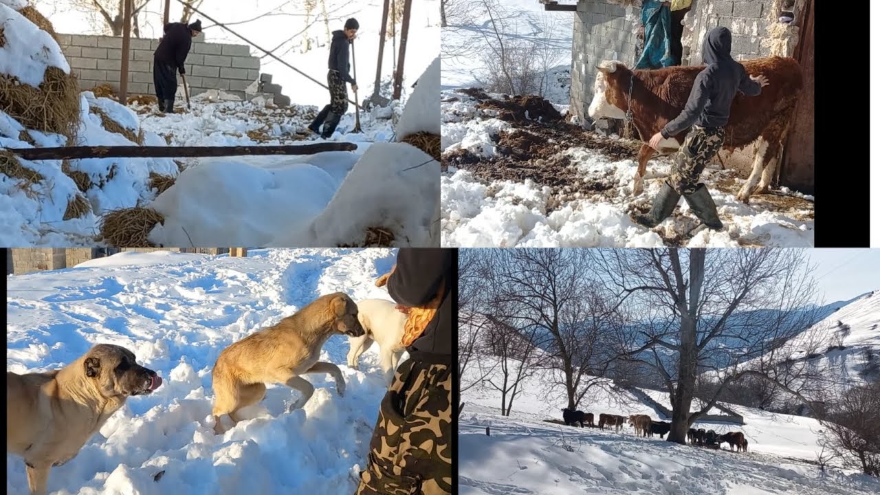 روزمرگی دامداری در یک روز برفی 🐄🐂🐑🐕🌨❄️دامداری و عشایری#