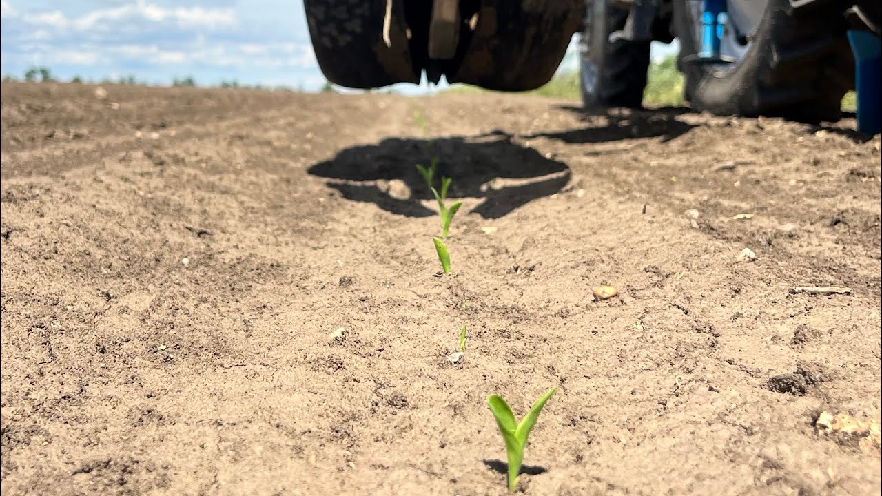 Kicsit dolgozott a Fendt 718 és elkezdtem a hibrid csemege kukorica vetését.🚜🚜