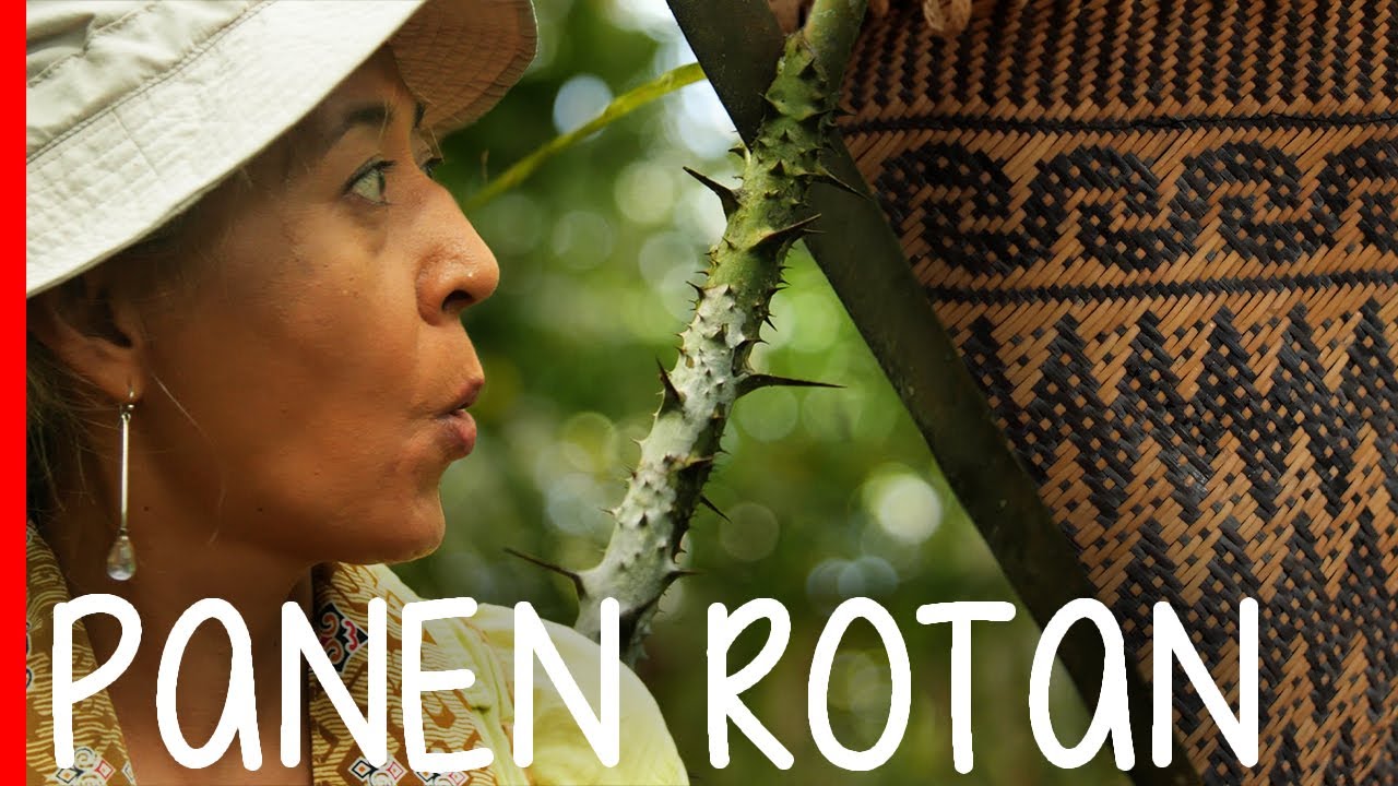 SERUNYA Jadi Pengrajin ROTAN! Jelajahi Hutan & Menemukan Seribu Manfaat Dibalik Duri Tanaman ROTAN!