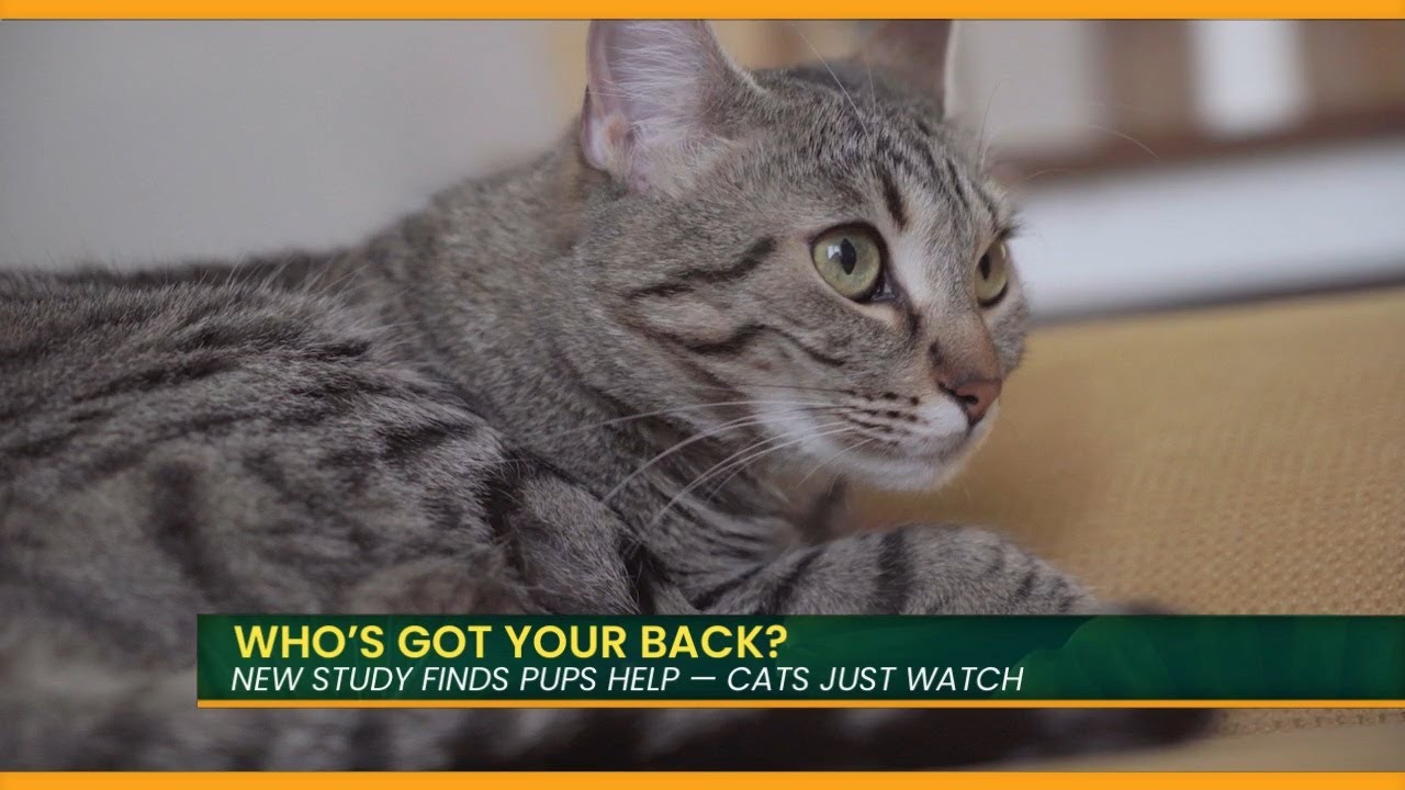 Dogs or Cats: Which One Really Loves You? (According to Science)