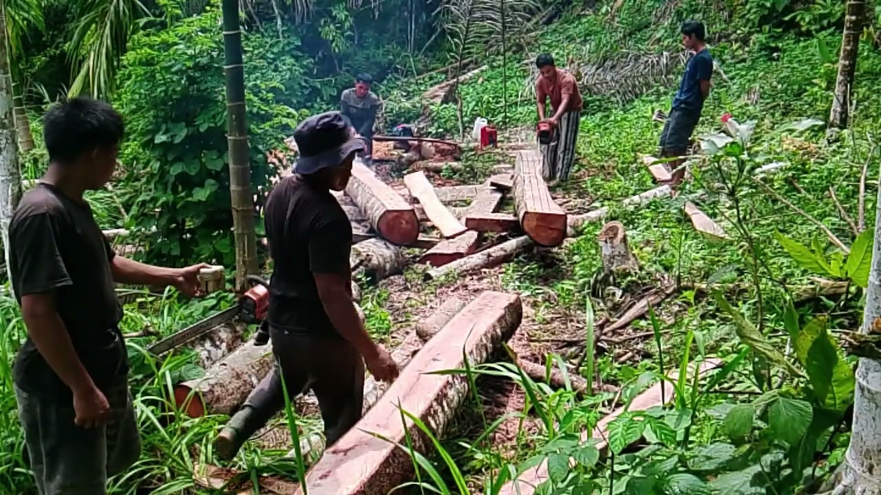 Kayu Bayur bikin kasau  sopir ugal ugalan