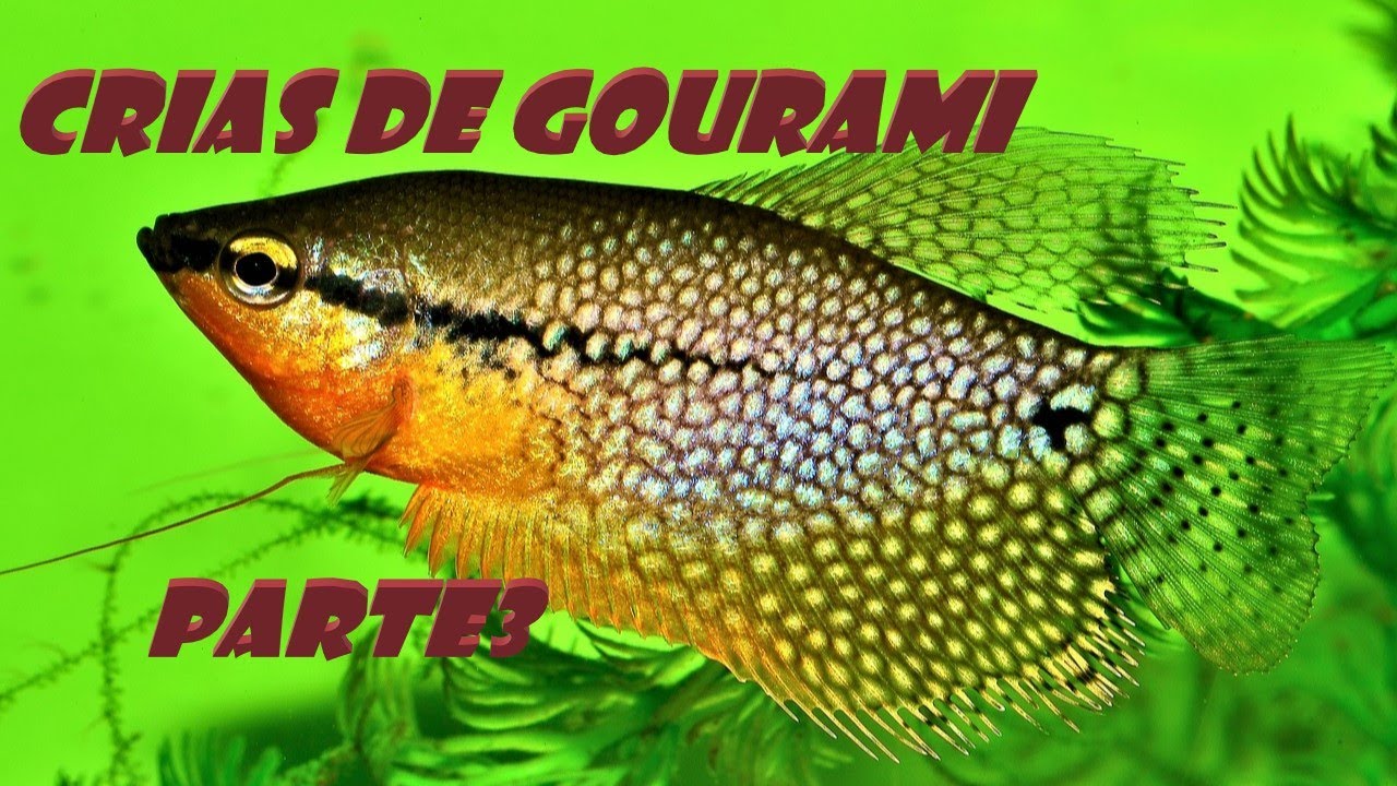 Cría de Gouramis PARTE03