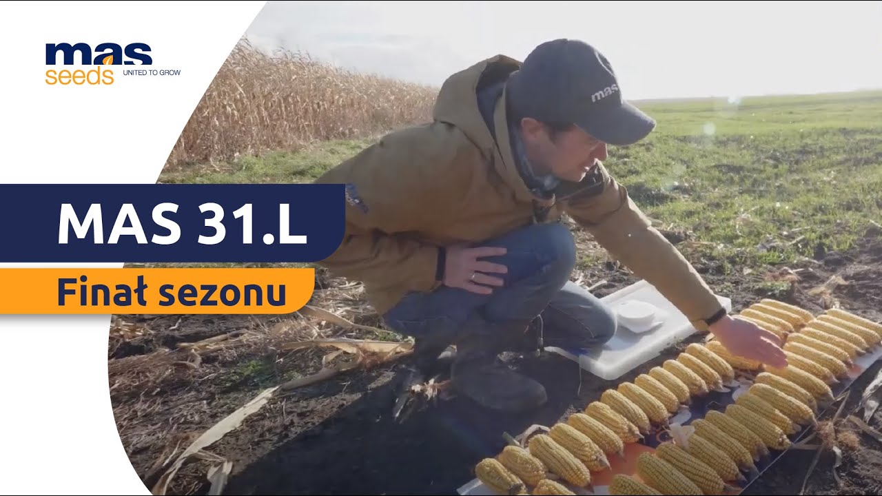 20 ton ziarna QQ z hektara w 2021r- to możliwe? Odcinek 4. Finał zbiorów i podsumowanie sezonu🌽