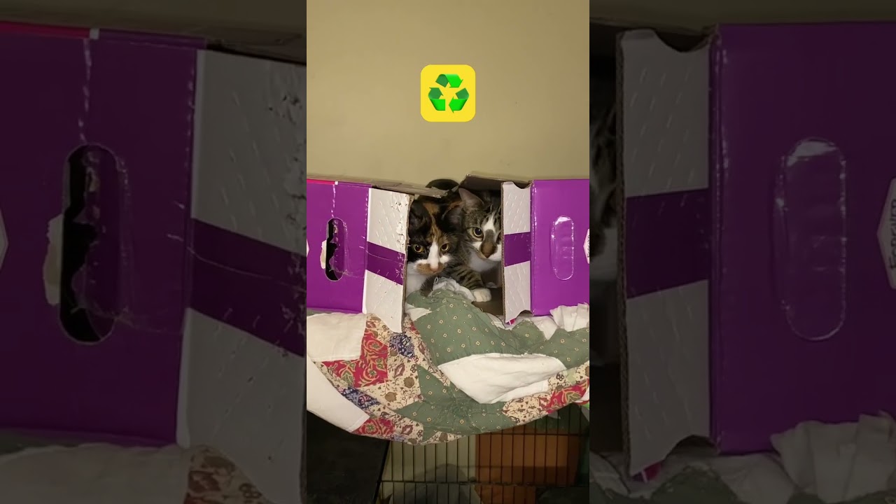 Environmentally Responsible CATS #recycle #catlover  #landfill #responsibility #cheaptoys