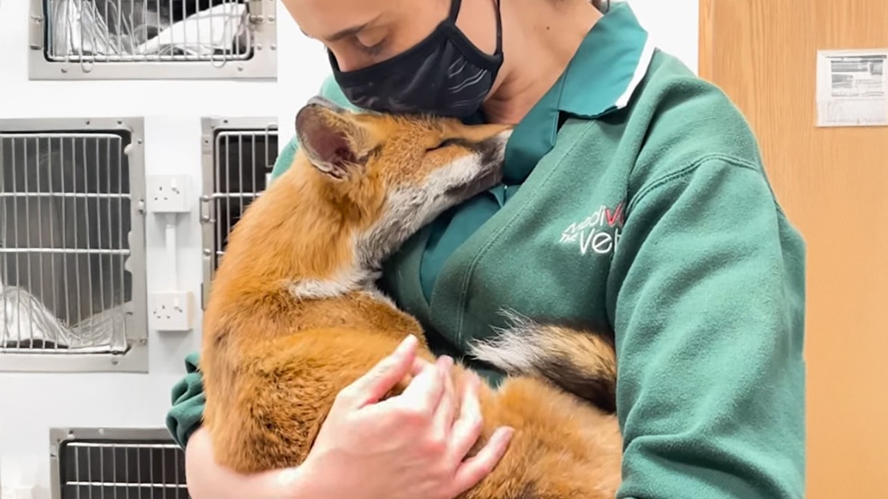 Some Say Animals Don’t Have Love… Watch This! ❤️