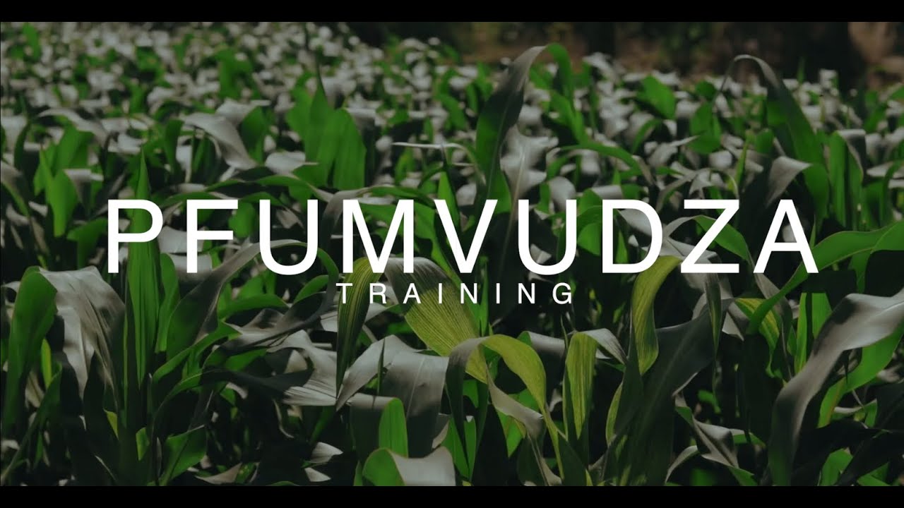 Pfumvudza - Sustainable Agriculture is the way!!