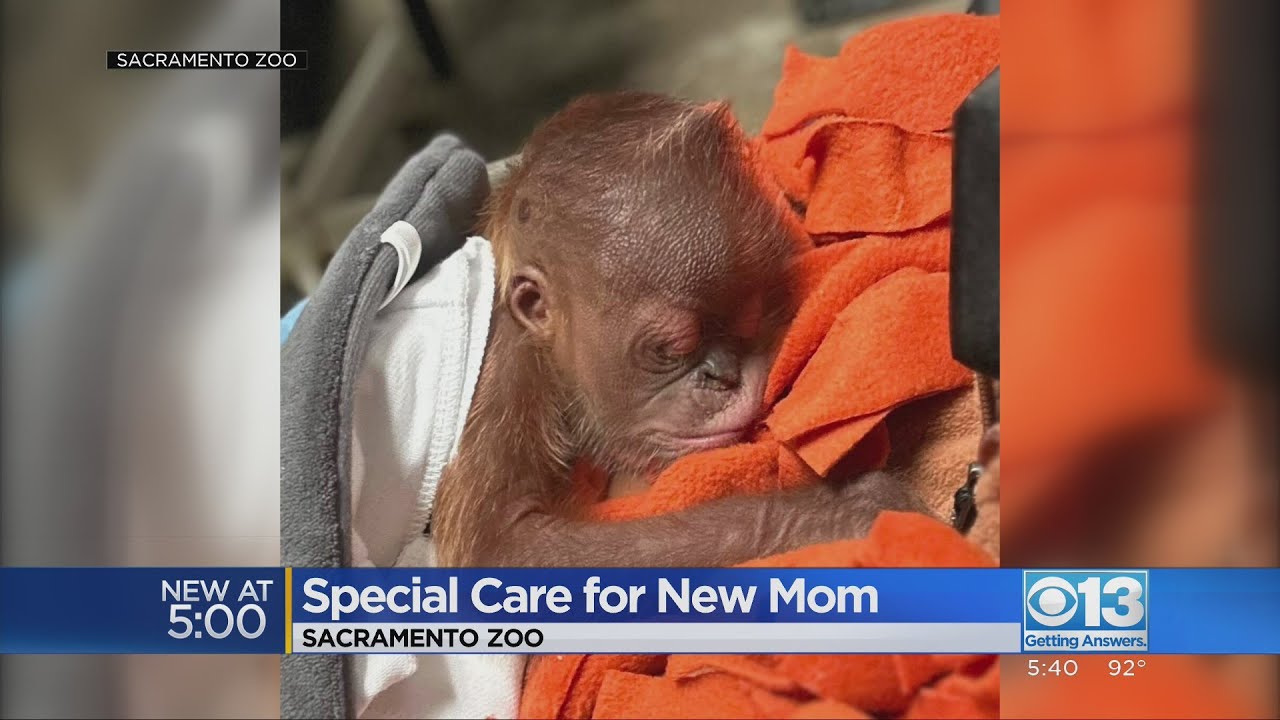Baby orangutan gets special care at Sacramento Zoo