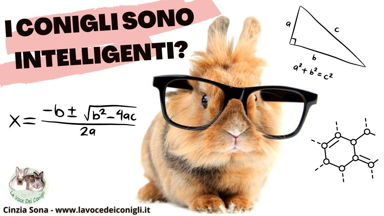 I CONIGLI sono INTELLIGENTI? 