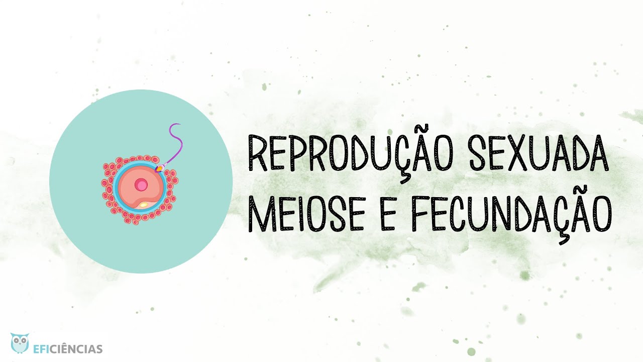 Reprodução sexuada - Meiose e Fecundação - Biologia e Geologia 11ºano