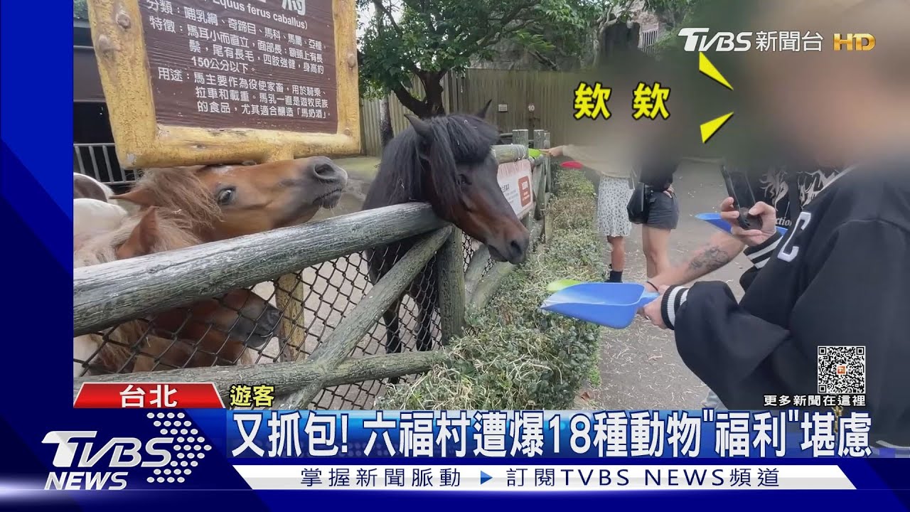 又抓包! 六福村遭爆18種動物「福利」堪慮｜TVBS新聞 @TVBSNEWS01
