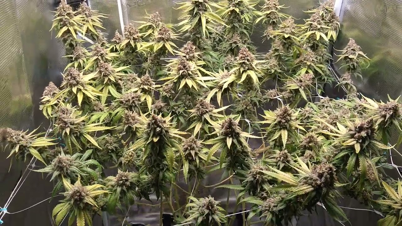 Brothers Grimm Seeds Headband 99 | Day 70F/10W