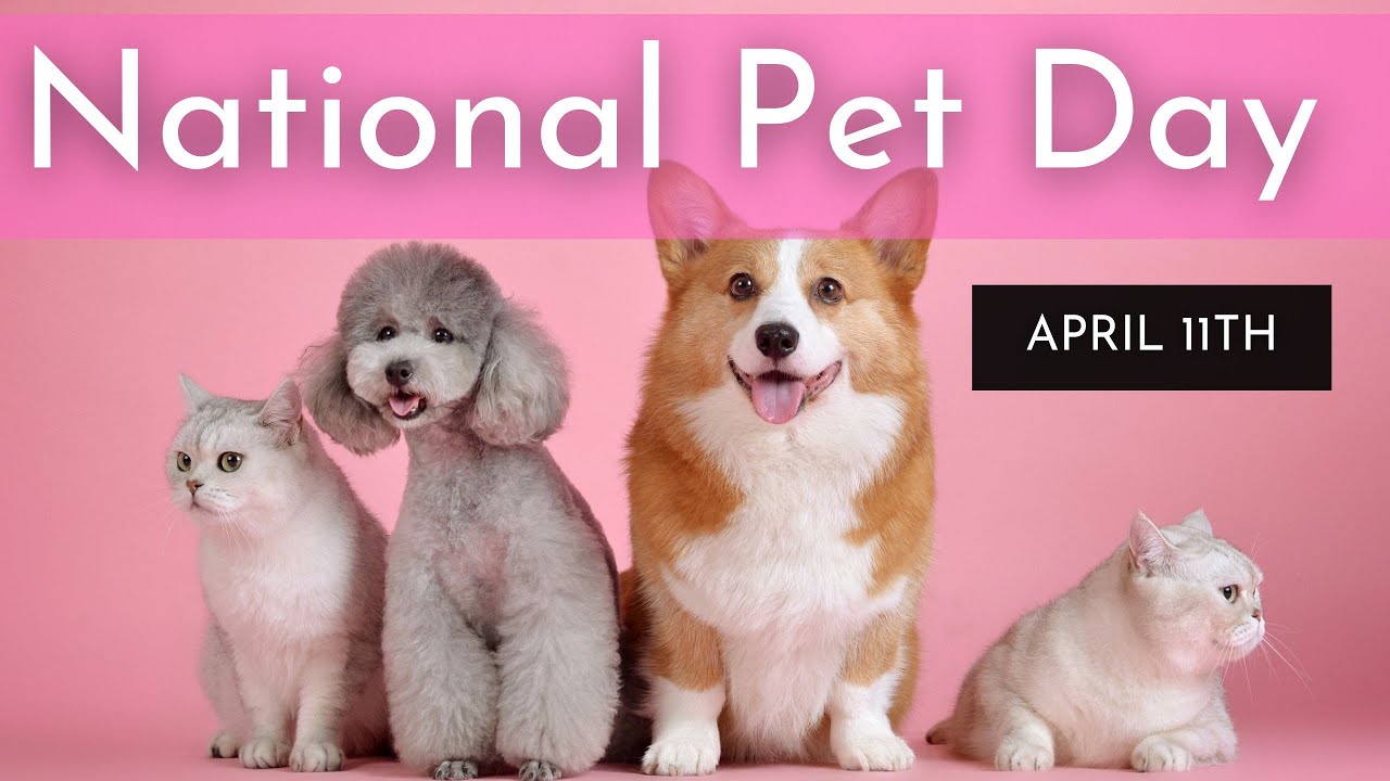 National Pet - Day April 1 #nationalpetday 🐶🐱🐷🦝
