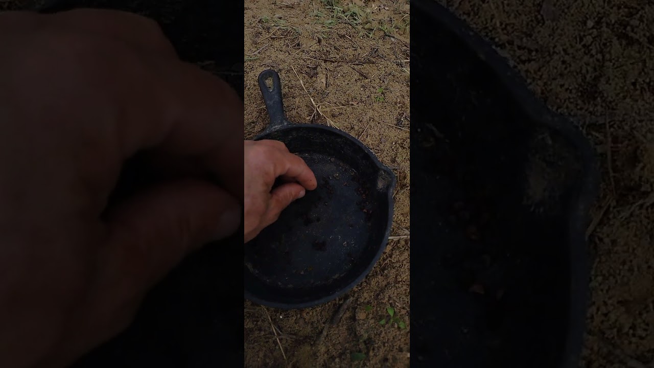 planting hibiscus seeds with goat poops
