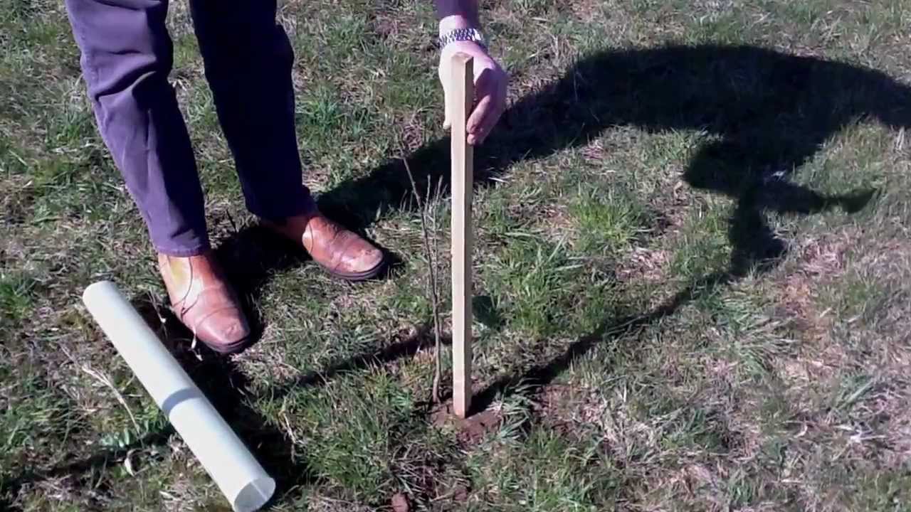 How to attach a tree tube and stake