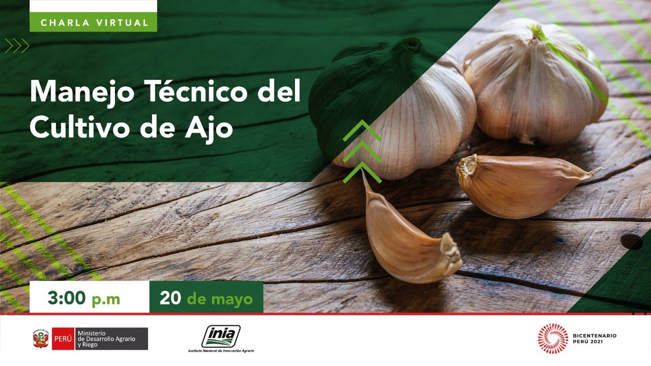 Manejo Técnico del Cultivo de Ajo