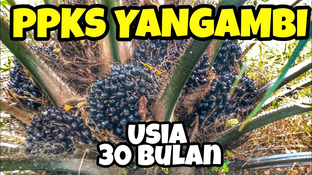 PPKS YANGAMBI Usia 30 Bulan
