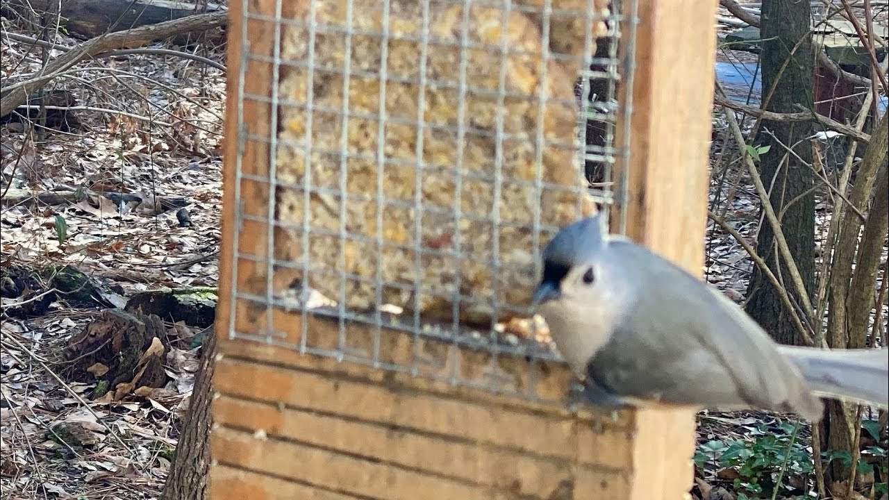 Ultimate DIY Bird Suet