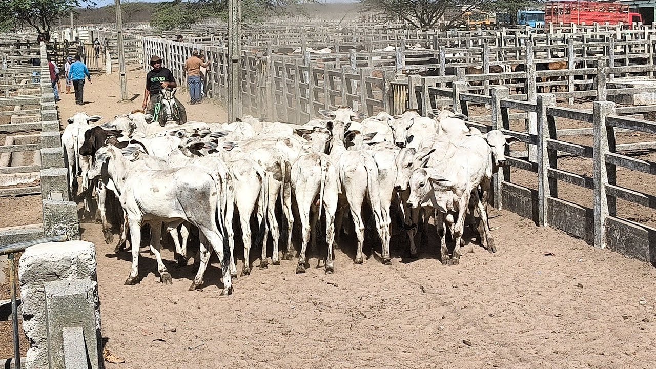 FEIRA DO GADO DE CAMPINA GRANDE-PB TERÇA FEIRA GARROTADA DE LUXO HOJE 