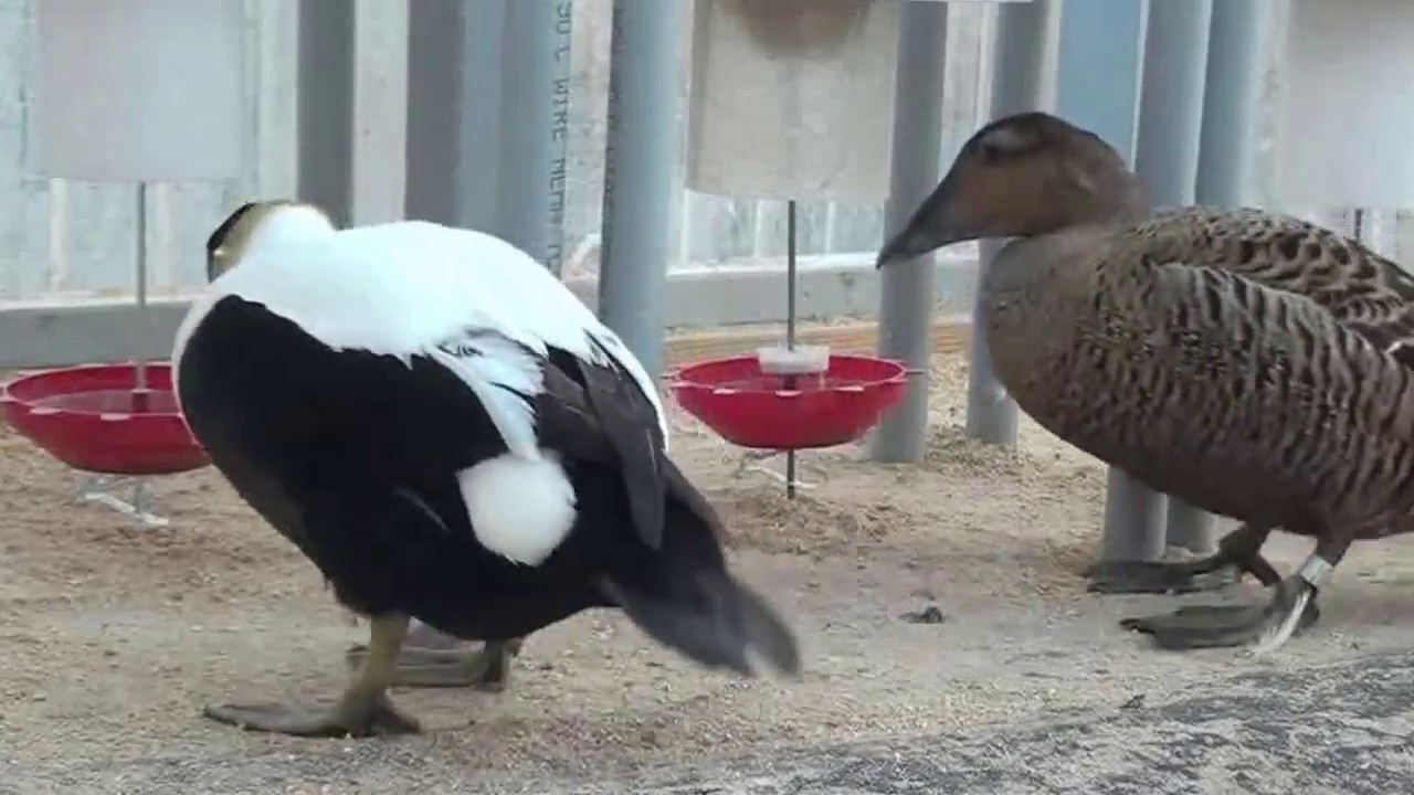 Ducks And Pigeons Using Peckomatic Demand Feeder