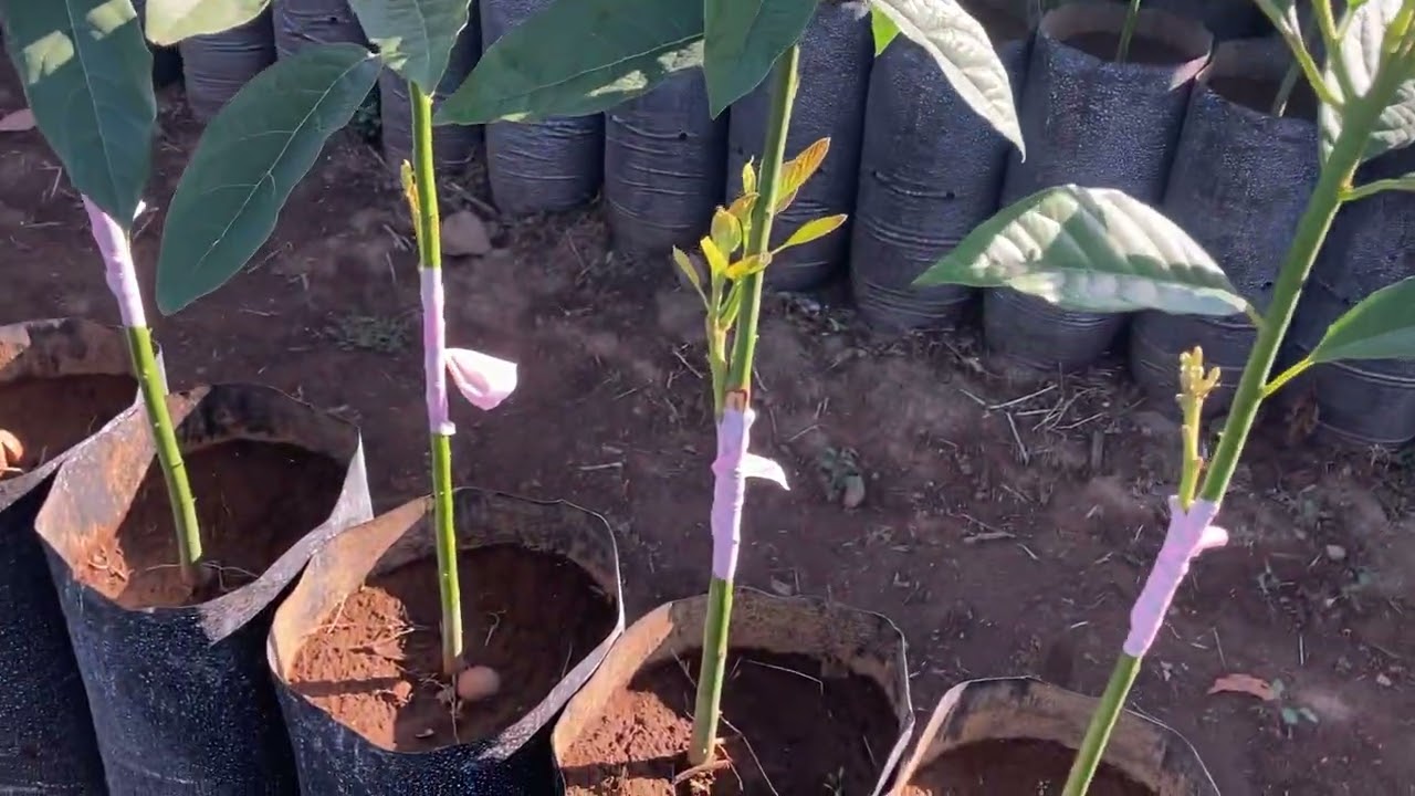 Conoce más Acerca Del Aguacate 