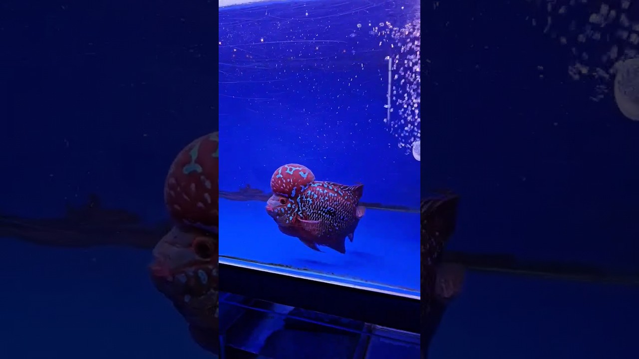 Kamfa flowerhorn fish🐠 #f3 red base kamfa flowerhorn fish