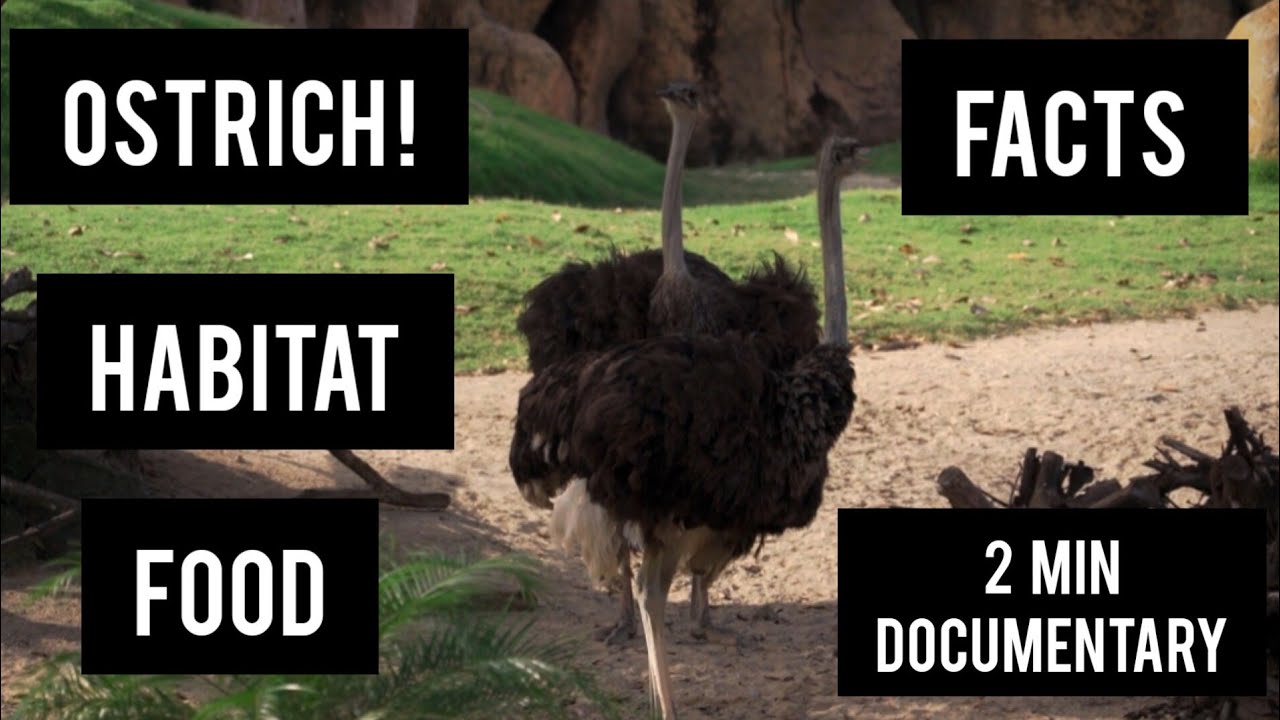 Ostrich | Habitat Food & Facts | National geographic | information