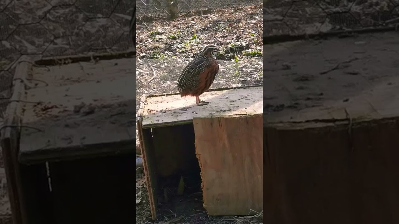 Harlequin Quail Call / Sound