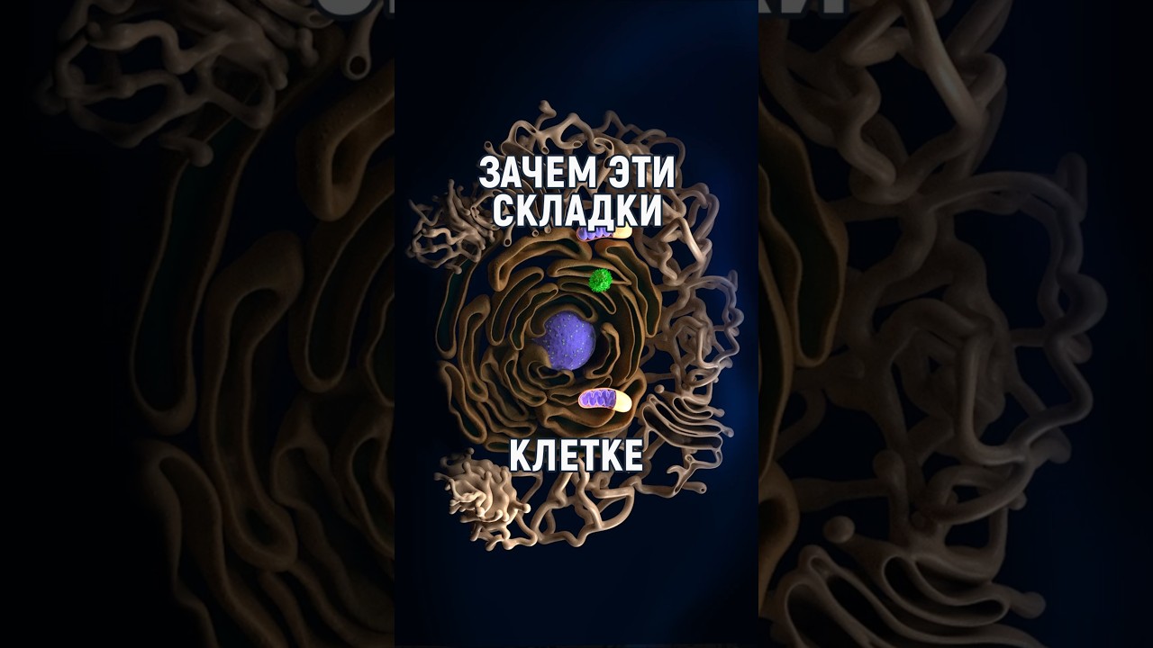 50% клетки - это важнейший лабиринт. Эндоплазматическая сеть