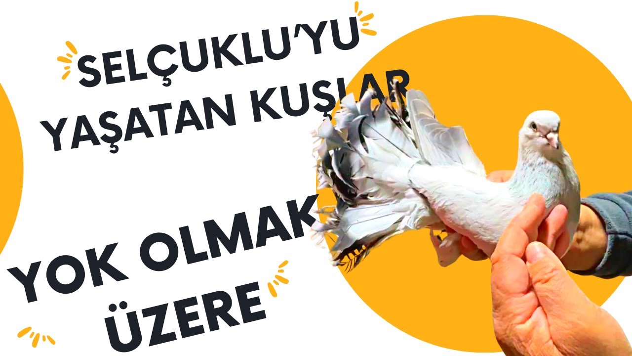 SELÇUKLU'YU YAŞATAN KUŞLAR YOK OLMAK ÜZERE / SELÇUKLU GÜVERCİNLERİ / Talha Uğurluel