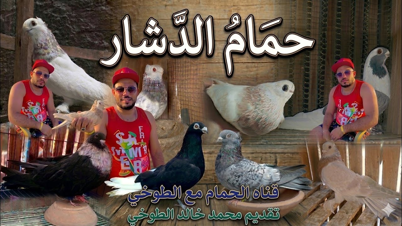 ازاي تجمد الحمام الدشار الجزء السادس#الحمام_مع_الطوخي ٦ مارس ٢٠٢٦