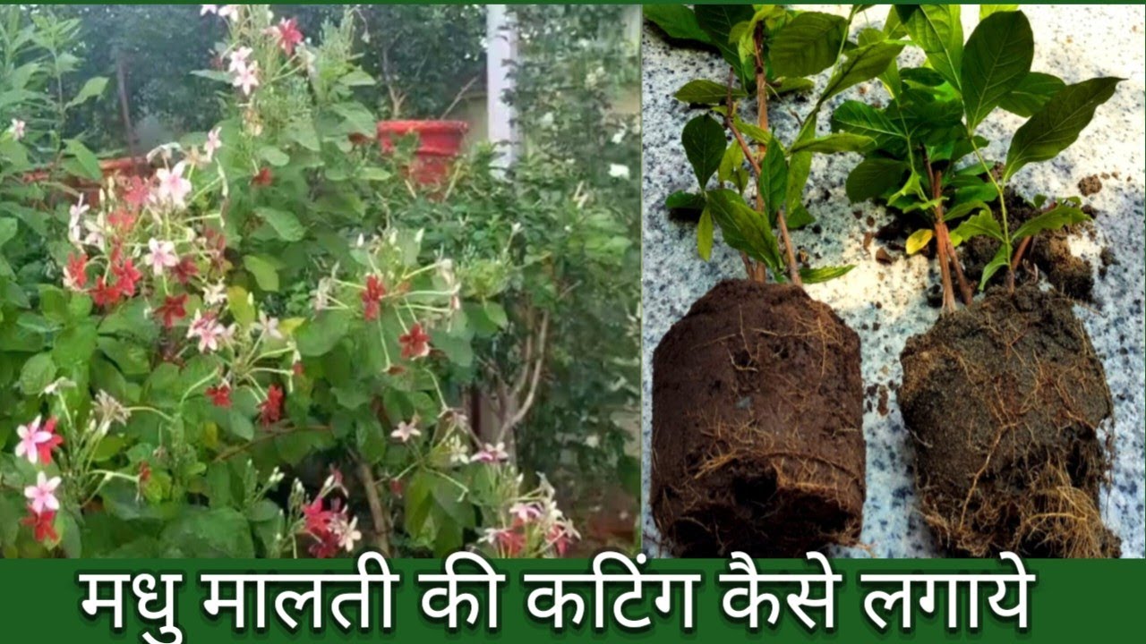 Madhumalti ki Cutting  Kaise Llagaen   How To Grow Madhu Malti Plant From Cutting ll Rangoon Creeper