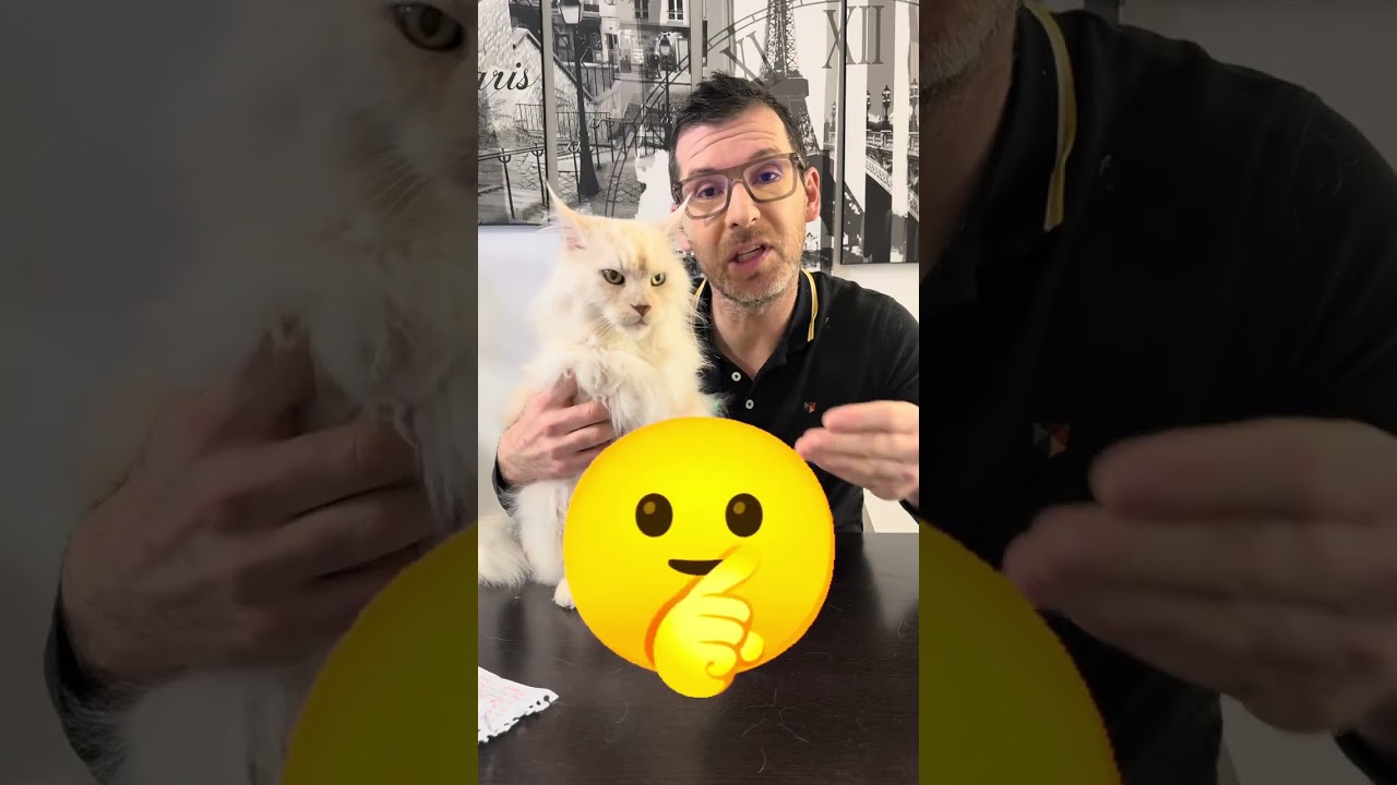 Disparition du Sphynx & Scottish Fold ! Interdit au Pays bas !