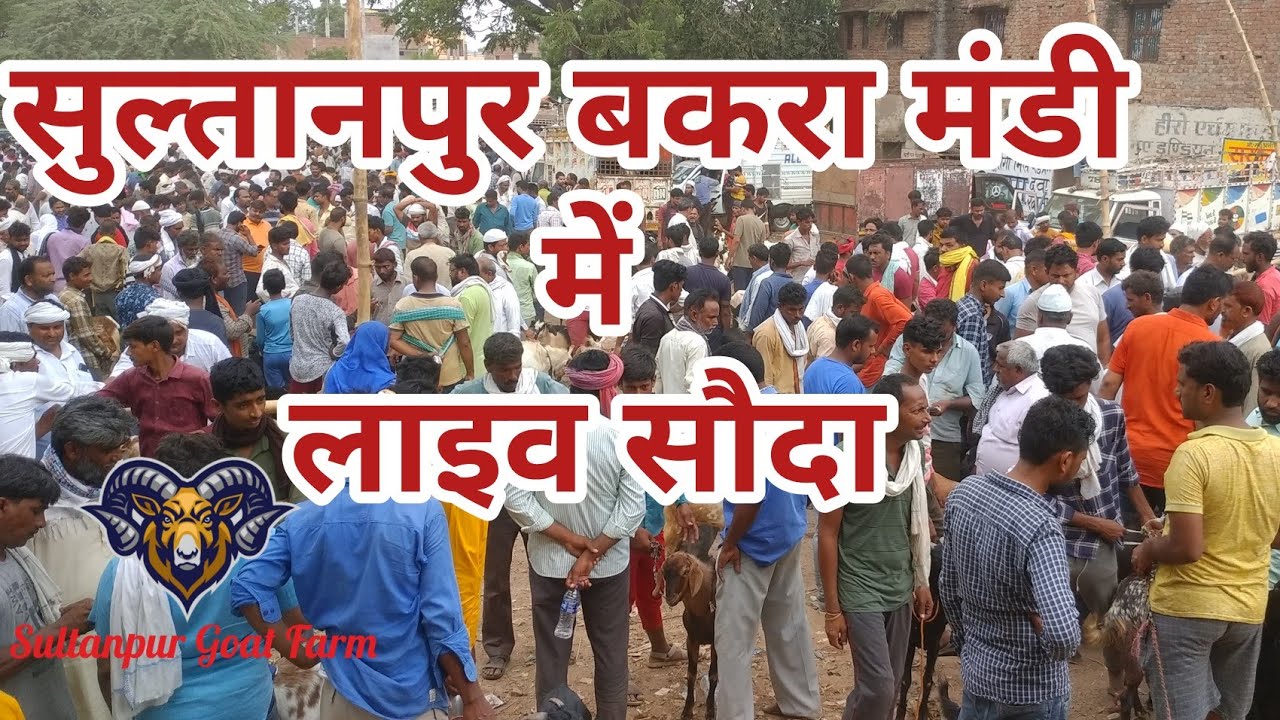 Live Goat Trading l लाइव बकरे का सौदा #goatfarming #bakramandi #goats