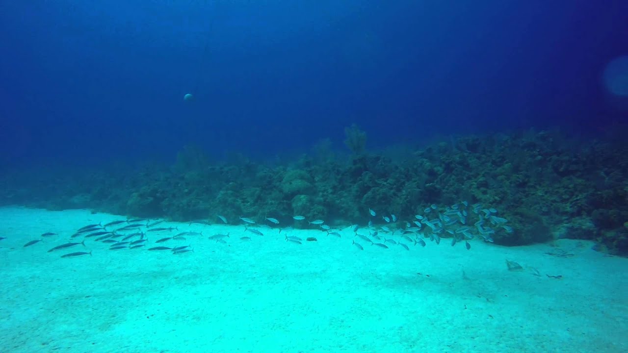 Mackerel Scad