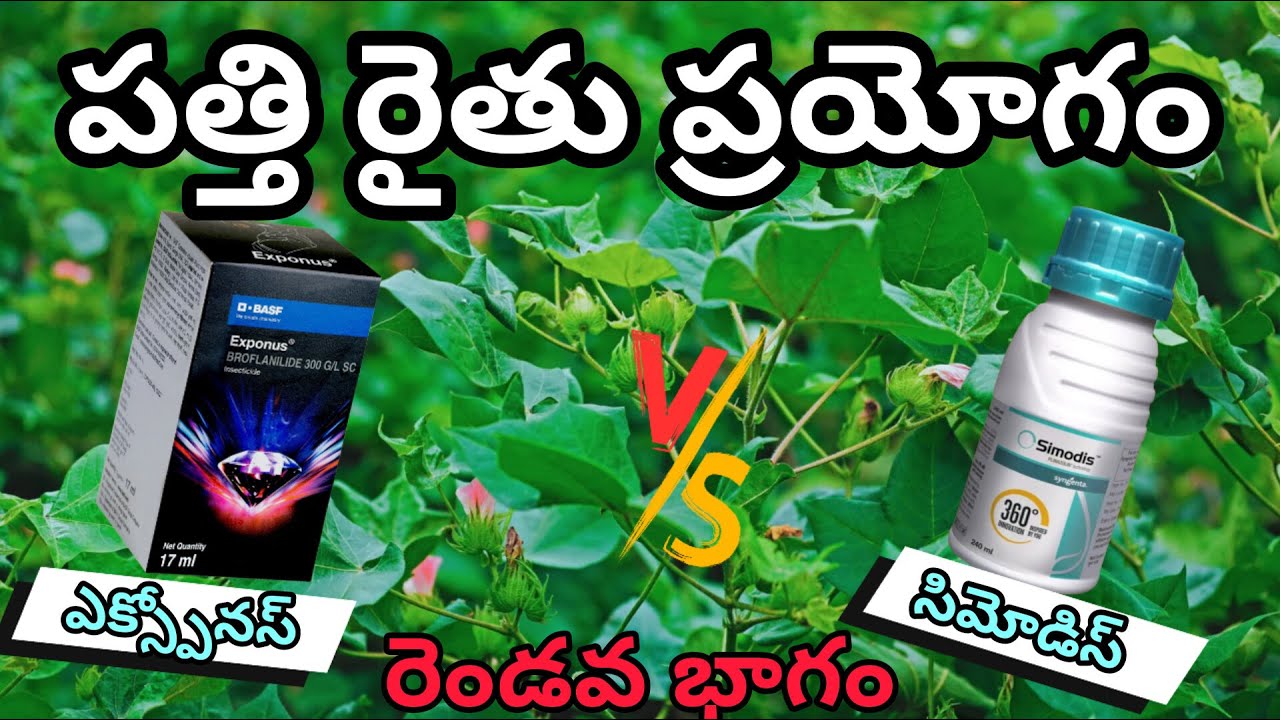 #Cotton Farmer Experiment Part-2|Exponus Insecticide|Simodis Insecticide|