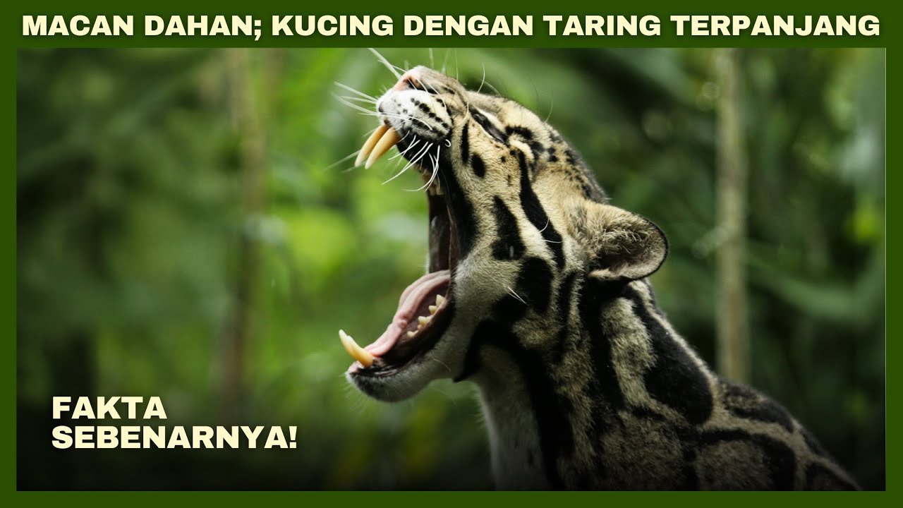 MACAN DAHAN: Kucing dengan Taring Terpanjang, Temukan Jawabannya!