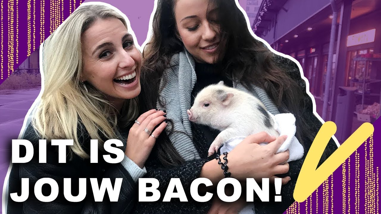 EXPERIMENT: Lief BIGGETJE 
